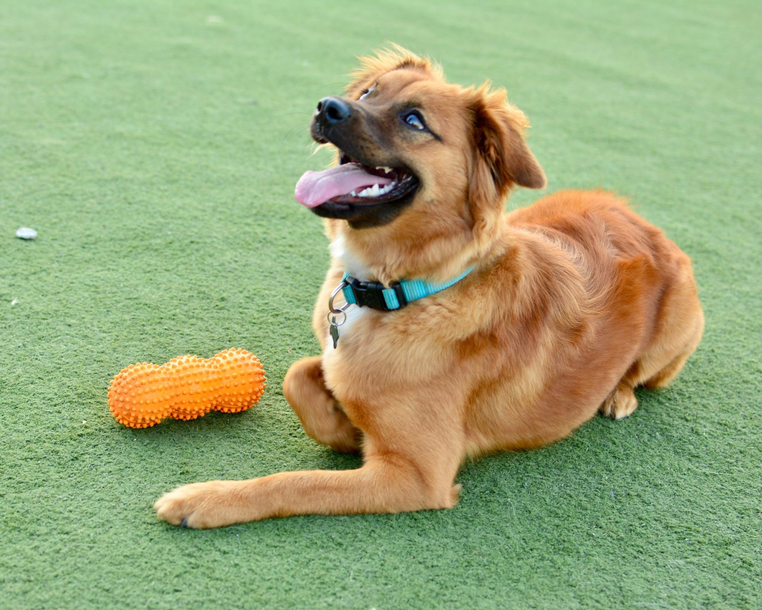 BECO: Nachhaltiges Hundespielzeug für umweltbewusste Hundebesitzer - eine nachhaltige und robuste Wahl für Hunde