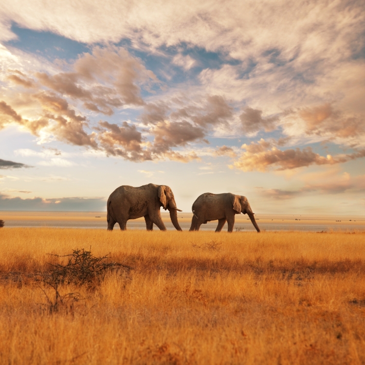 Kenias Tierwelt entfaltet sich.